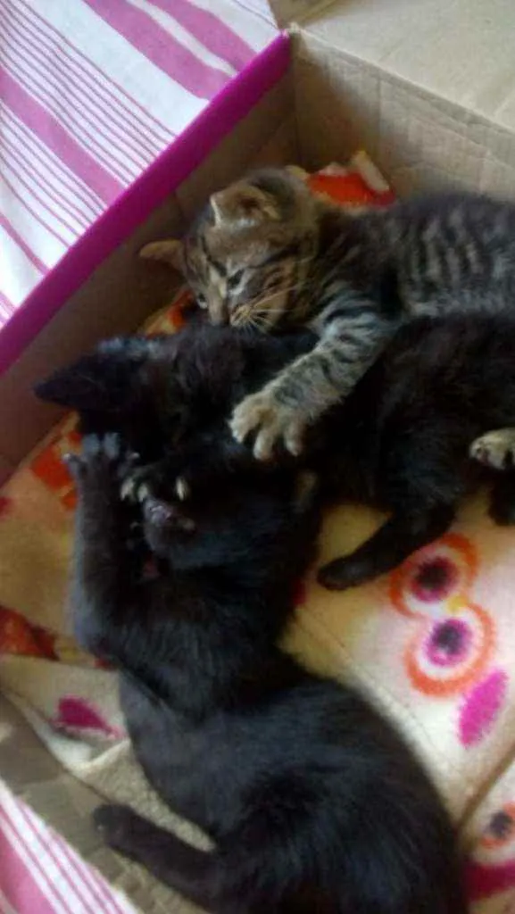 Gato ra a Felino idade 2 a 6 meses nome Turma do barulho