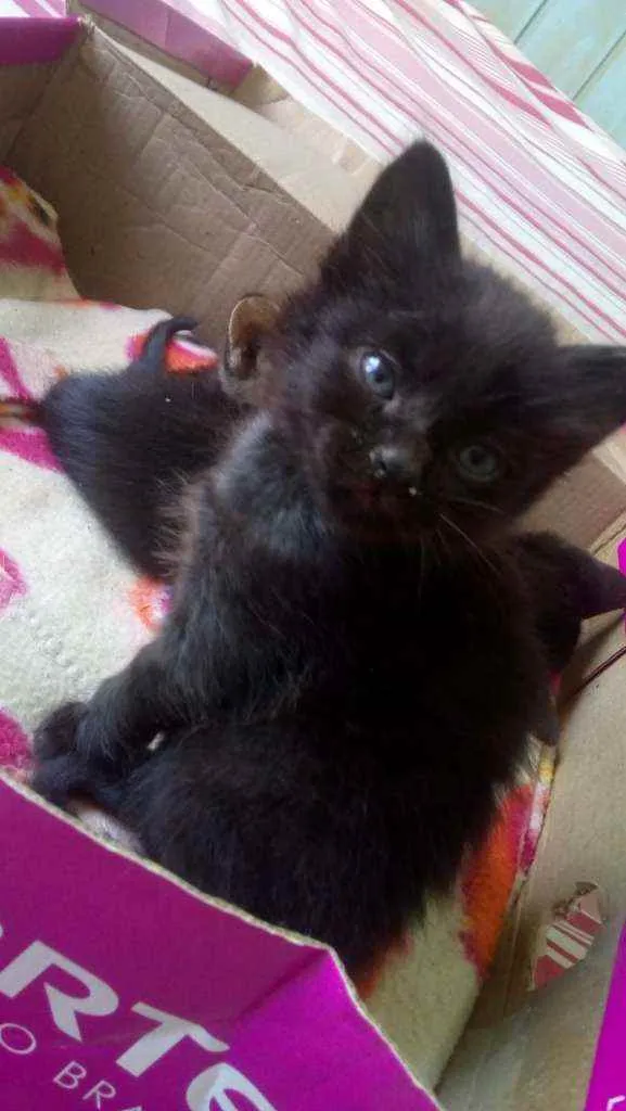 Gato ra a Felino idade 2 a 6 meses nome Turma do barulho