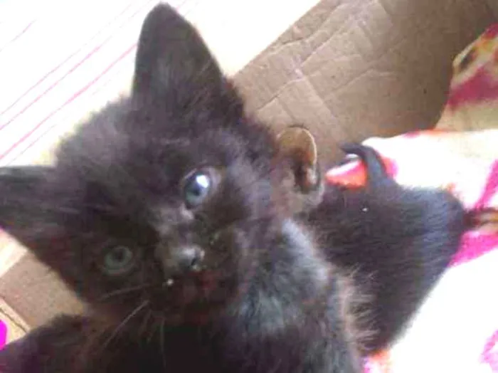 Gato ra a Felino idade 2 a 6 meses nome Turma do barulho