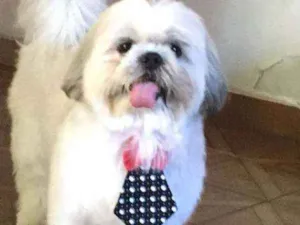 Cachorro raça Shihtzu idade 4 anos nome Snoopy