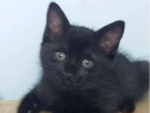 Gato raça  idade Abaixo de 2 meses nome Sem nome ainda