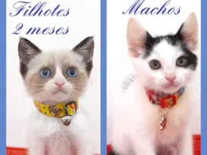 Gato raça srd idade 2 a 6 meses nome Filhotes de gatos