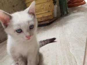Gato raça  idade 2 a 6 meses nome sem nome