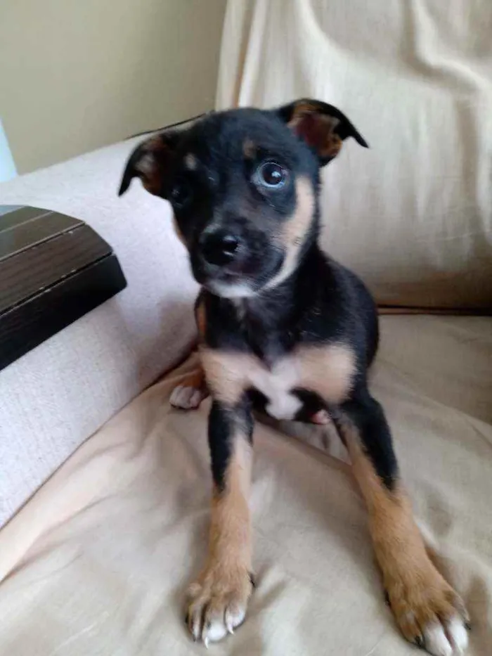 Cachorro ra a SRD idade 2 a 6 meses nome Ram