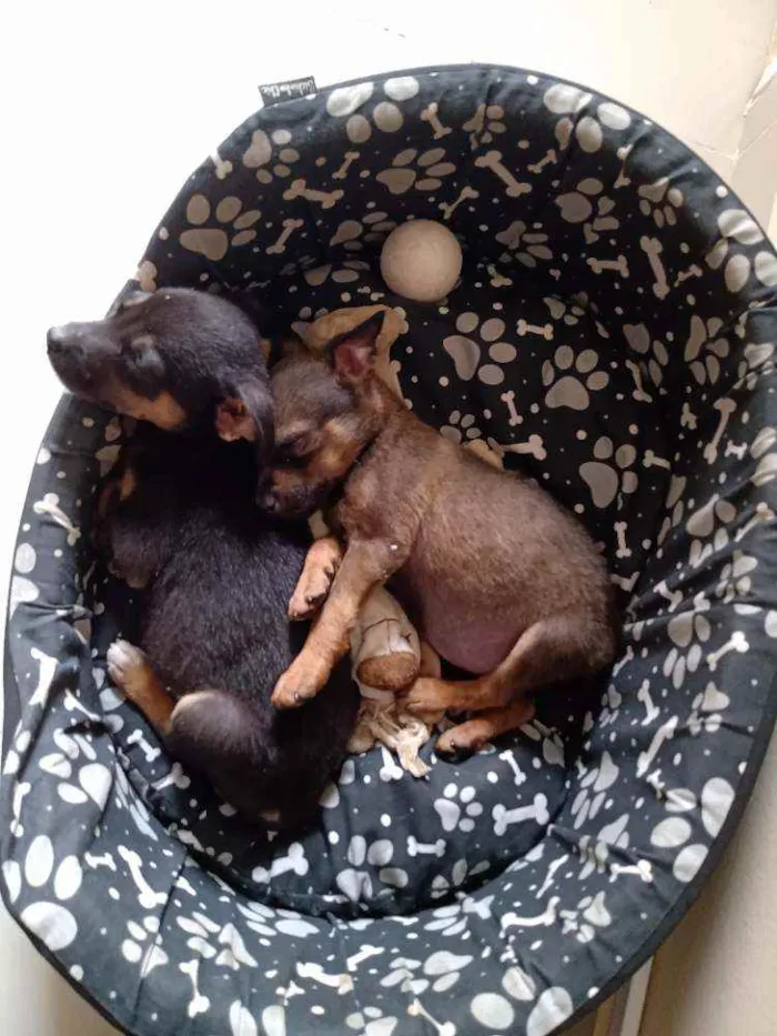 Cachorro ra a SRD idade 2 a 6 meses nome Ram