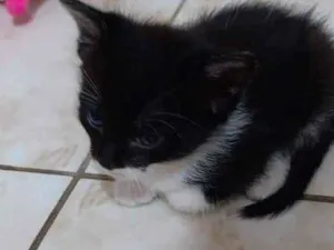 Gato raça Vira lata  idade Abaixo de 2 meses nome Gato