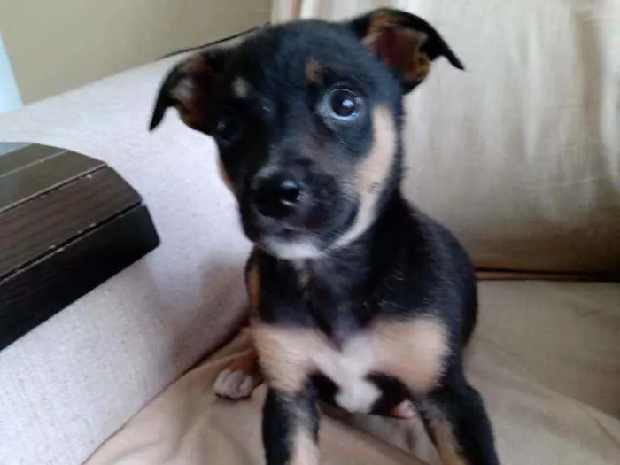 Cachorro ra a SRD idade 2 a 6 meses nome Ram