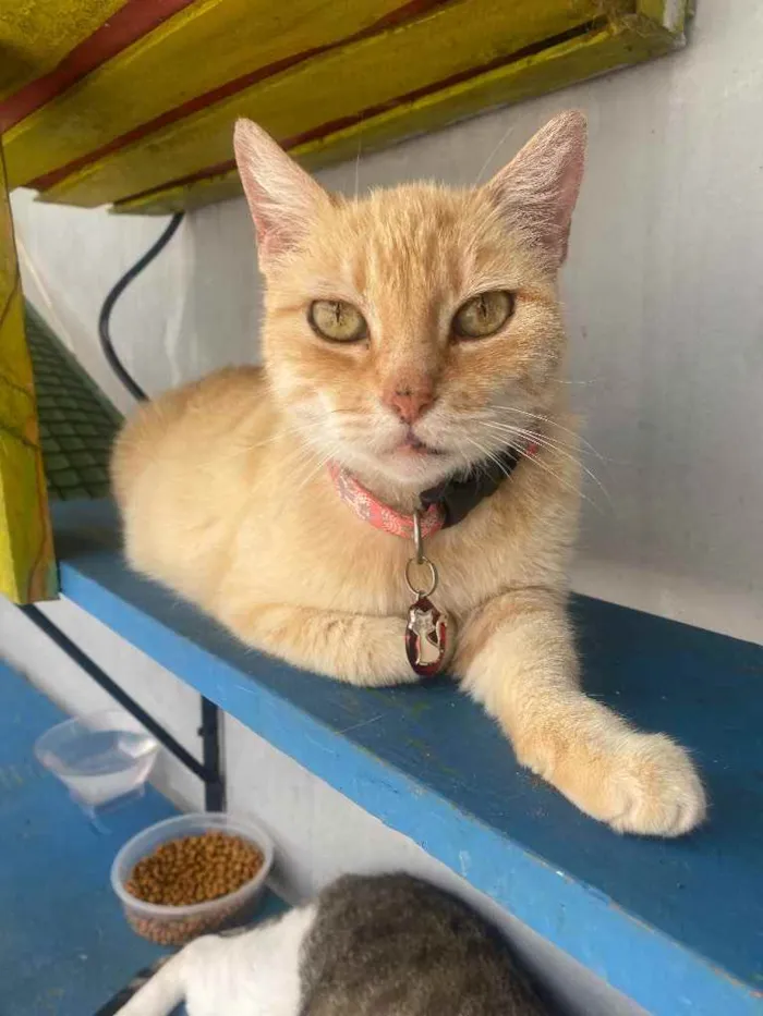 Gato ra a  idade 1 ano nome Nina 
