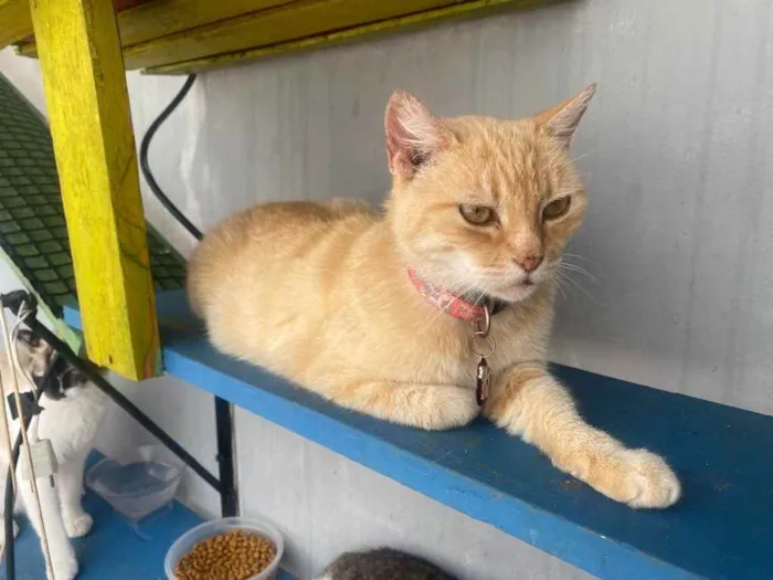 Gato ra a  idade 1 ano nome Nina 