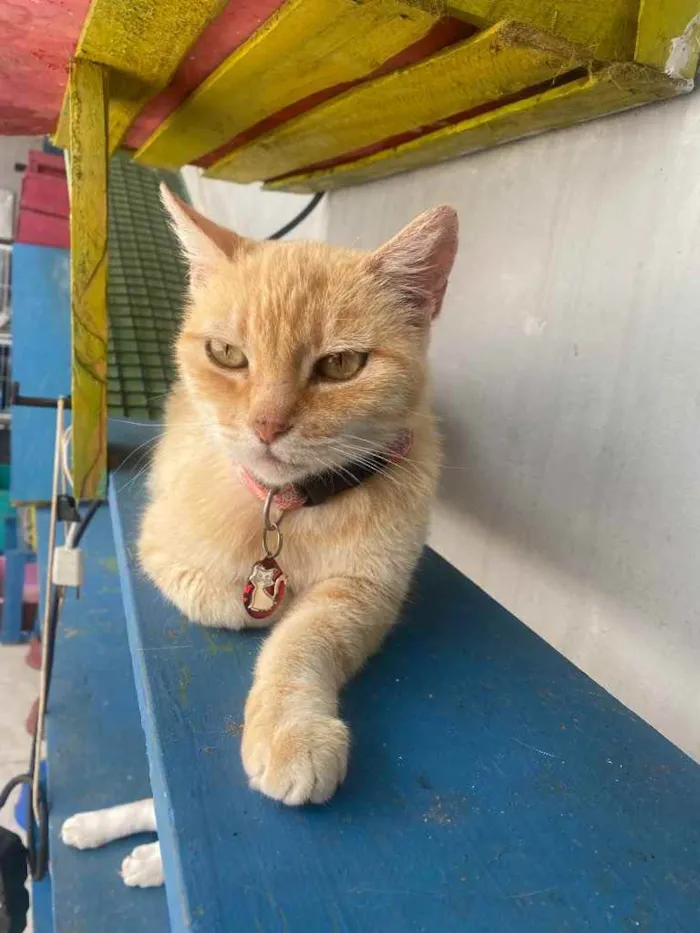 Gato ra a  idade 1 ano nome Nina 