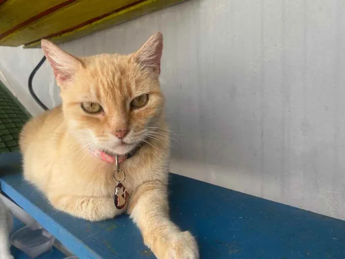Gato ra a  idade 1 ano nome Nina 