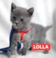 Lolla