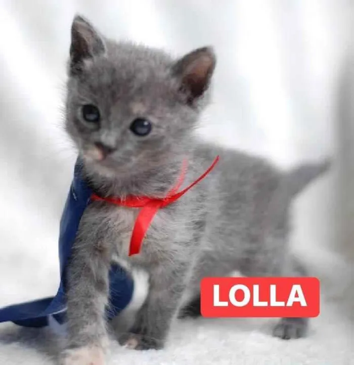Gato ra a Sem raça definida idade Abaixo de 2 meses nome Lolla