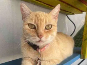 Gato raça  idade 1 ano nome Nina 