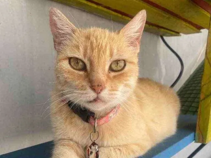 Gato ra a  idade 1 ano nome Nina 