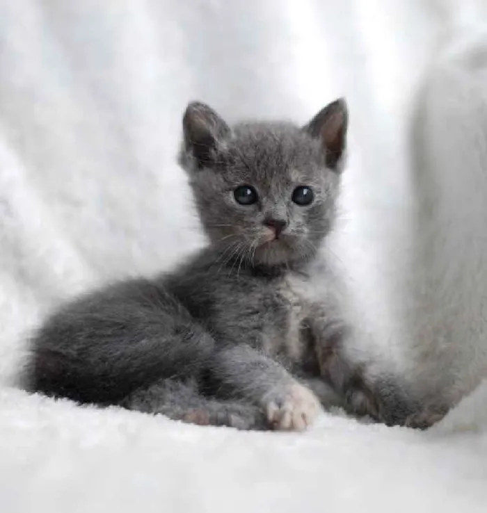 Gato ra a Sem raça definida idade Abaixo de 2 meses nome Lolla