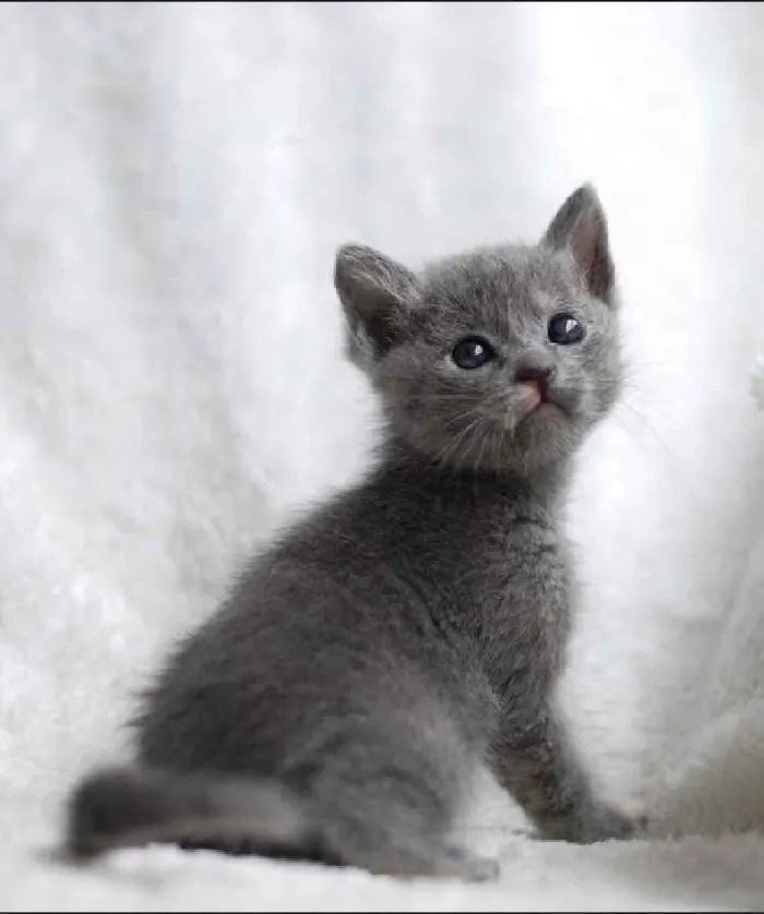 Gato ra a Sem raça definida idade Abaixo de 2 meses nome Lolla