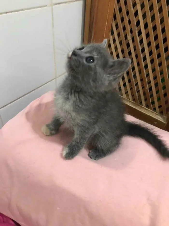 Gato ra a Sem raça definida idade Abaixo de 2 meses nome Lolla
