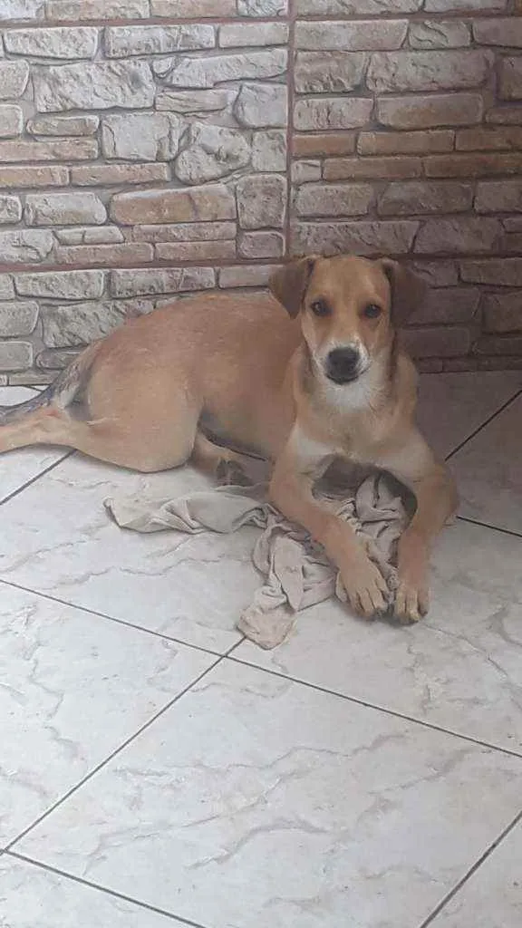 Cachorro ra a Vira lata  idade 7 a 11 meses nome Theo 