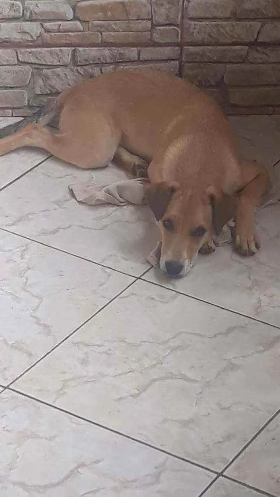 Cachorro ra a Vira lata  idade 7 a 11 meses nome Theo 