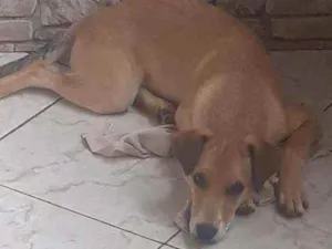 Cachorro raça Vira lata  idade 7 a 11 meses nome Theo 