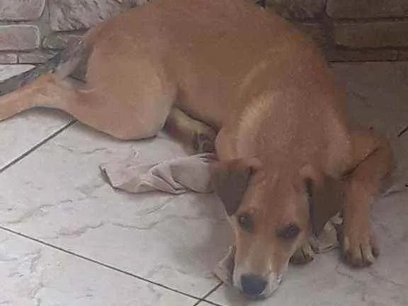 Cachorro ra a Vira lata  idade 7 a 11 meses nome Theo 