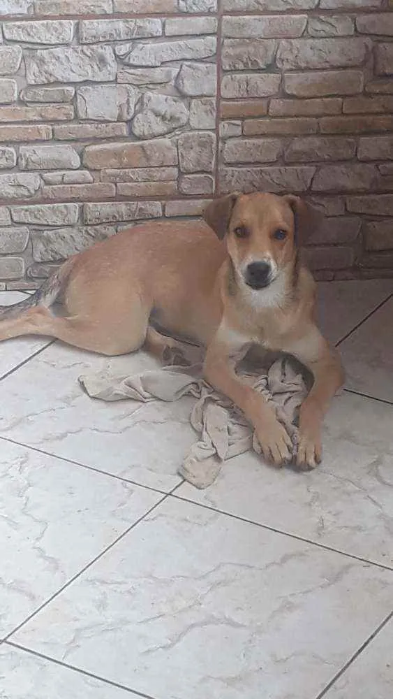 Cachorro ra a Vira lata  idade 7 a 11 meses nome Theo 