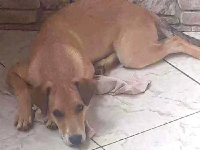 Cachorro ra a Vira lata  idade 7 a 11 meses nome Theo 