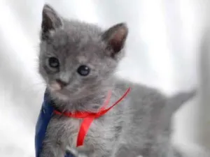 Gato raça Sem raça definida idade Abaixo de 2 meses nome Lolla