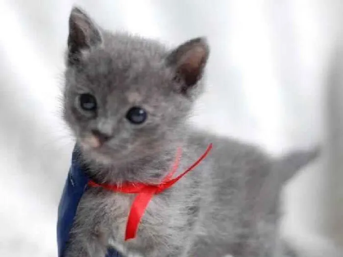 Gato ra a Sem raça definida idade Abaixo de 2 meses nome Lolla