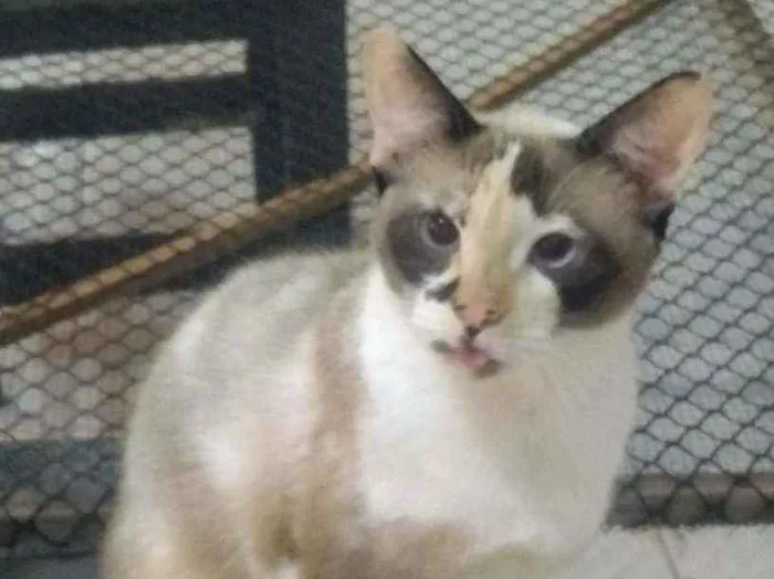 Gato ra a Srd idade 2 anos nome Clarinha