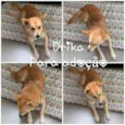 DRIKA