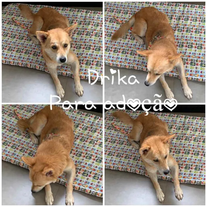 Cachorro ra a SRD idade 1 ano nome DRIKA