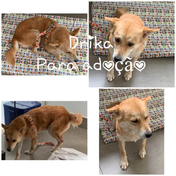 Cachorro ra a SRD idade 1 ano nome DRIKA