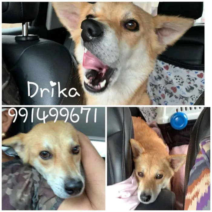 Cachorro ra a SRD idade 1 ano nome DRIKA