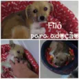 FILÓ 
