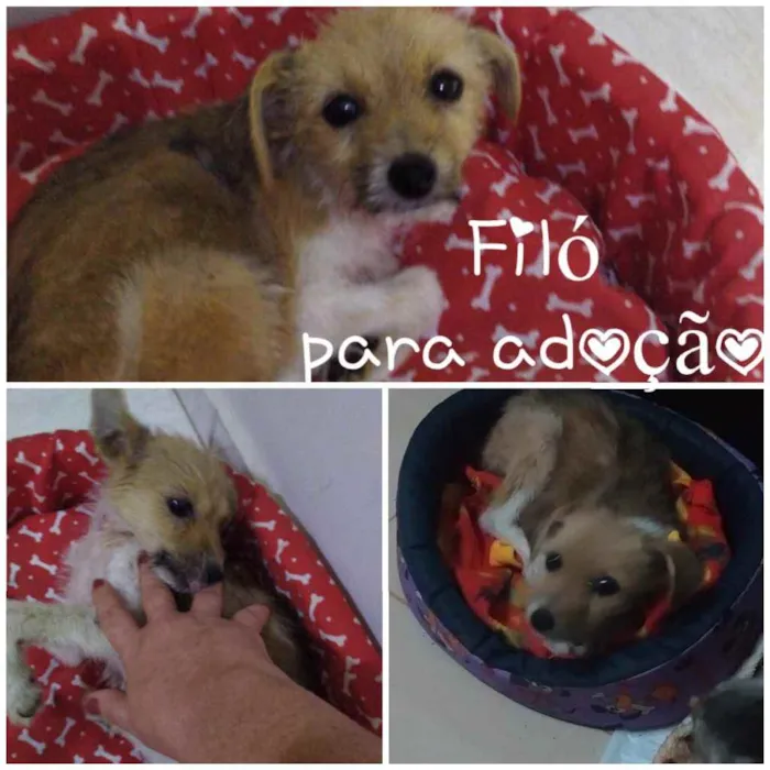 Cachorro ra a SRD idade 2 a 6 meses nome FILÓ 