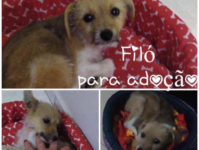 Cachorro ra a SRD idade 2 a 6 meses nome FILÓ 