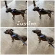 JUSTINE 