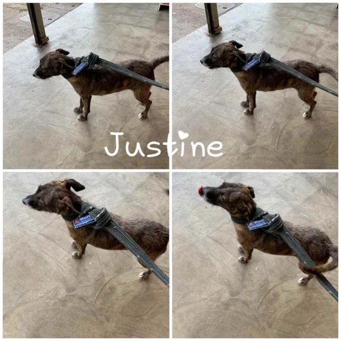 Cachorro ra a  idade 1 ano nome JUSTINE 