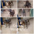 CACAU 