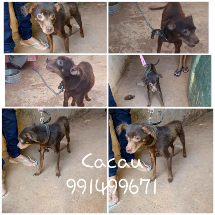 Cachorro ra a SRD idade 1 ano nome CACAU 