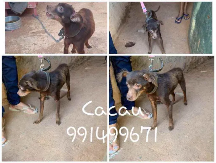 Cachorro ra a SRD idade 1 ano nome CACAU 