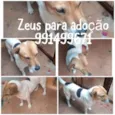 Cachorro raça SRD idade  nome ZEUS