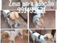 Cachorro raça SRD idade  nome ZEUS