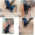 Astor 