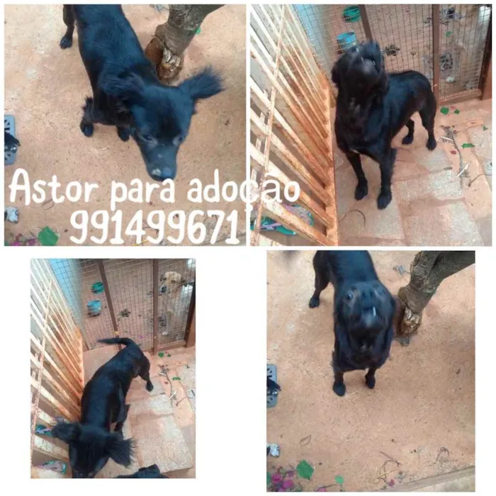 Cachorro ra a  idade 1 ano nome Astor 