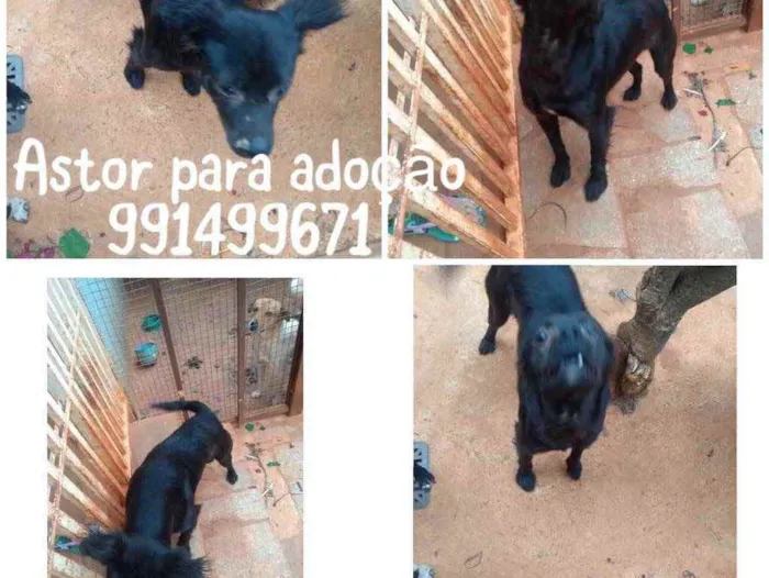 Cachorro ra a  idade 1 ano nome Astor 