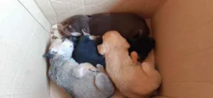 Cachorro raça Vira lata  idade  nome Nao tem nomes. 
