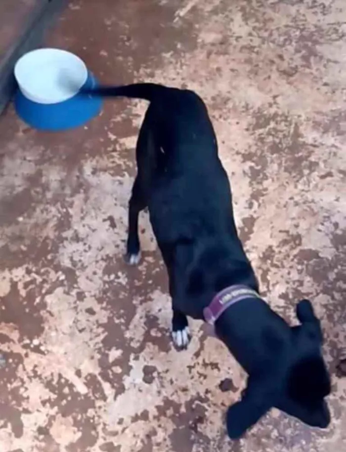 Cachorro ra a SRD idade 7 a 11 meses nome SHIVA